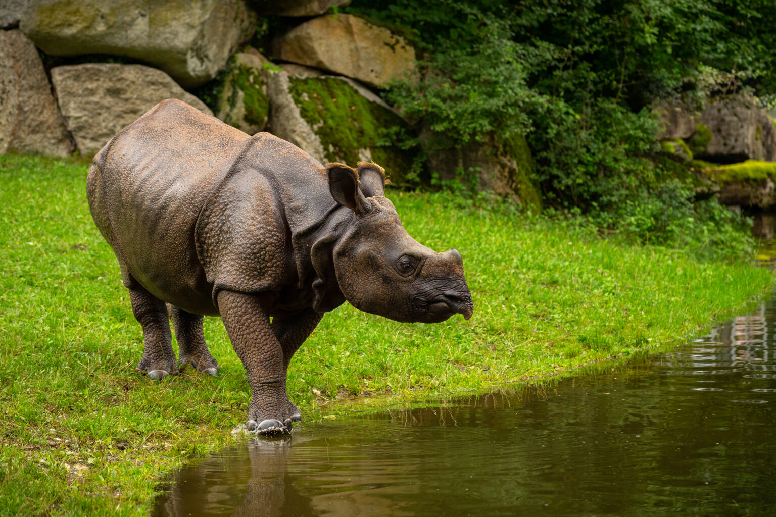 Indian rhinoceros in the beautiful nature looking habitat. One horned rhino. Endangered species. The biggest kind of rhinoceros on the earth.