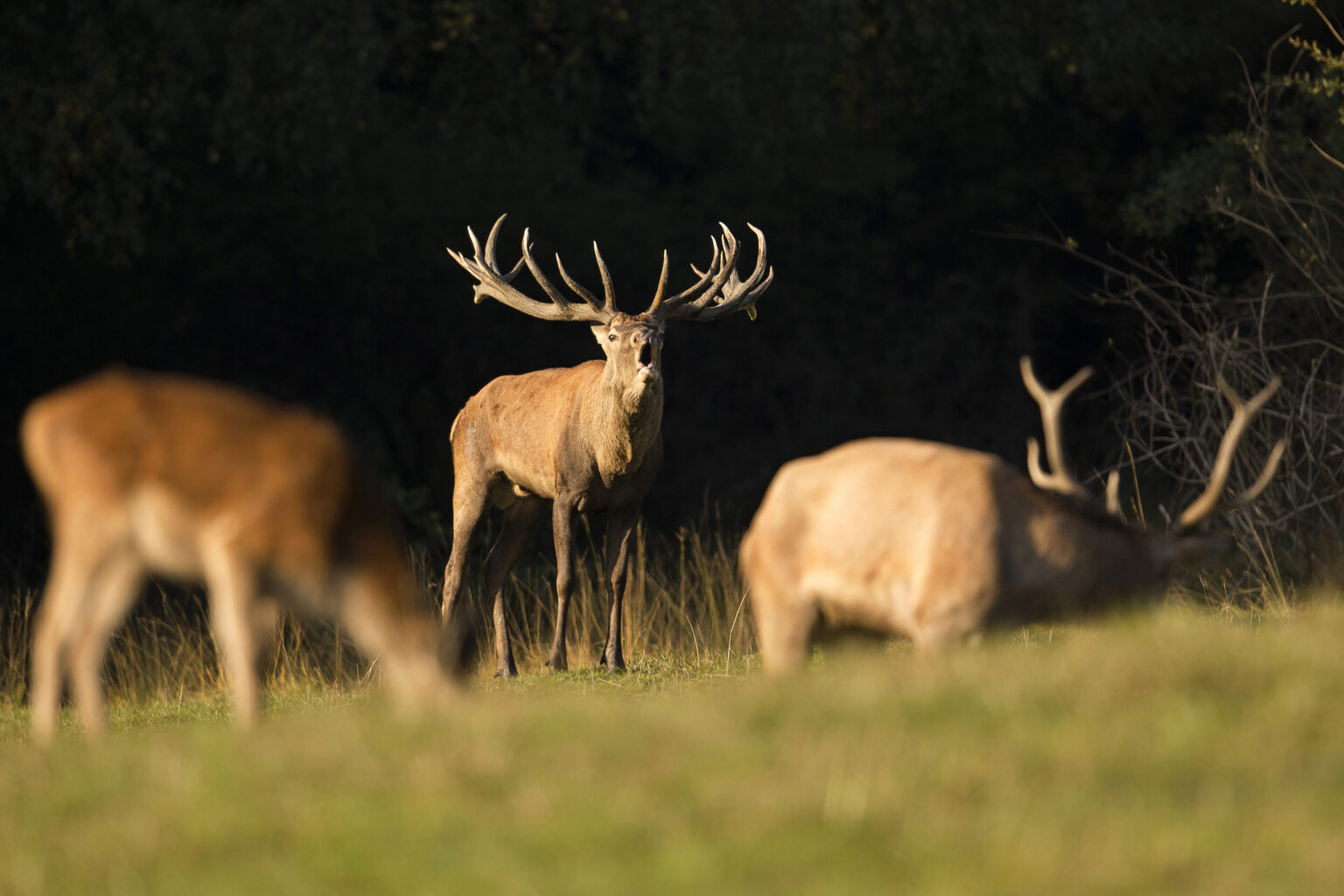 red-deer-nature-habitat-deer-rut-european-wildlife