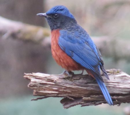 15. Chestnut-billed Rock Thrush